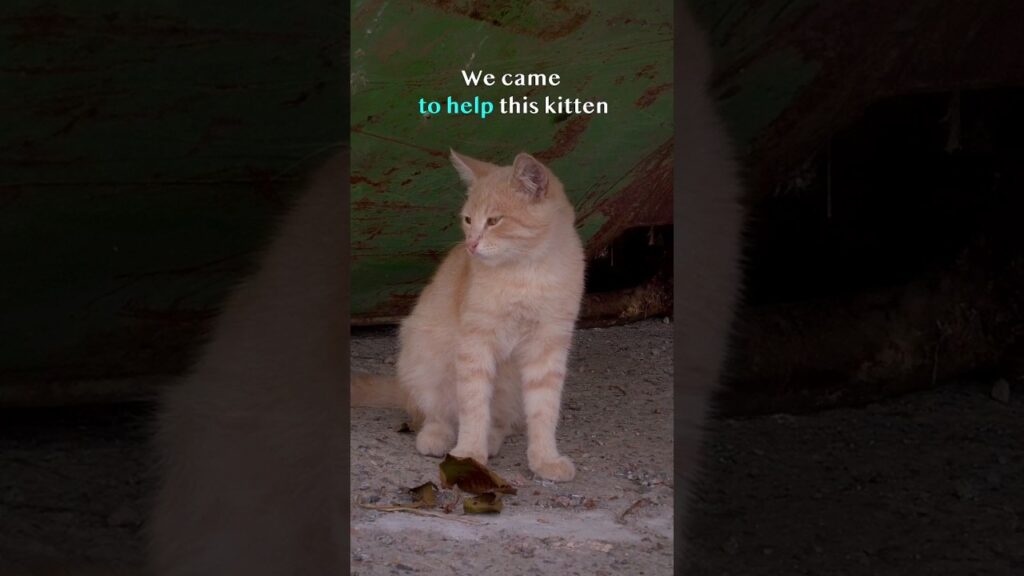 Stray Kitten Cried For Help Until This Happened #rescue #kitten rescue #shorts #kitten Stray Kitten Cried For Help Until This Happened #rescue #kitten rescue #shorts #kitten