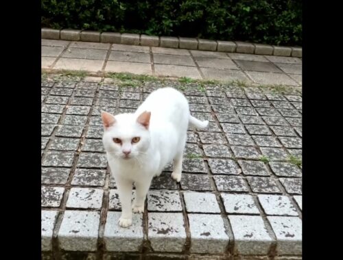 approaching white cat  #Shorts
