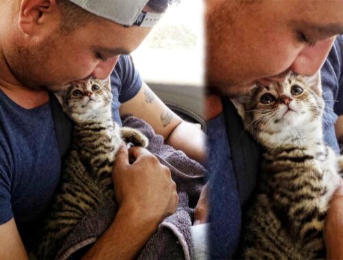 Moment a Stray Kitten Realizes That She Going To Her Forever Home