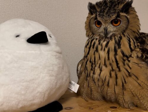 #870 仲良しフクロウ Friendly owl with a new friend 【ベンガルワシミミズク】