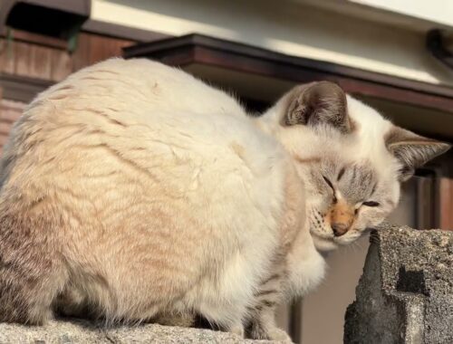 塀の上のシャムミックス猫さん