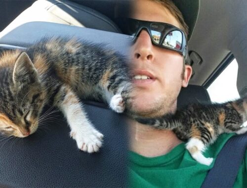 Homeless Kitten Falls Asleep In Car To Wake Up To a Better Life