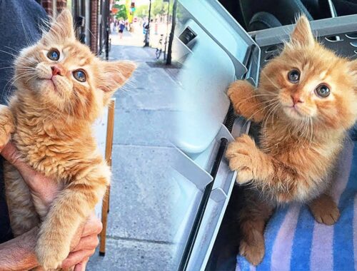 Homeless Kitten Gets Into a Woman's Heart And Insists On Adoption