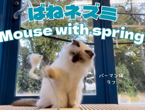 バーマン猫ラフ【ばねネズミ】Mouse with spring （バーマン猫）Birman/Cat