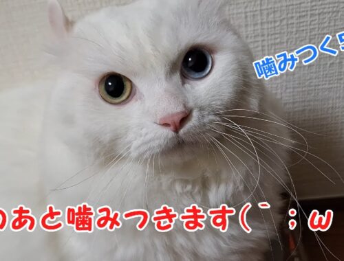 【オッドアイ幸せを呼ぶ猫】やっぱり噛みつくラビちゃん(´；ω；`)【キンカロー】#猫#cat#白猫#キンカロー#shorts