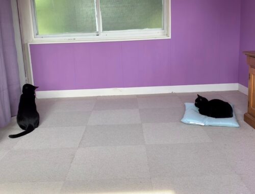 突然カーテンで激しく遊ぶ猫が面白い！黒猫ボンベイ