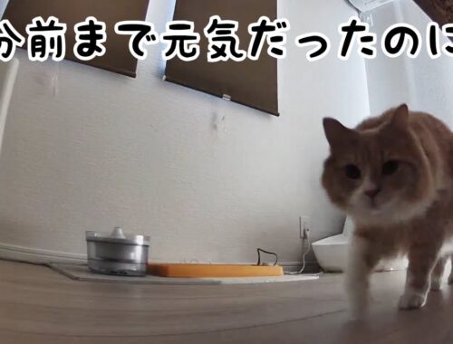 【突然死】最愛の猫リオンが虹の橋を渡りました🌈【悲しいご報告】