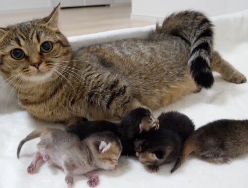 4 baby kittens are growing up with the love of their mother cat Lili
