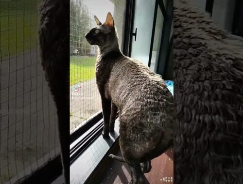 Grey Tabby Cornish Rex Cat
