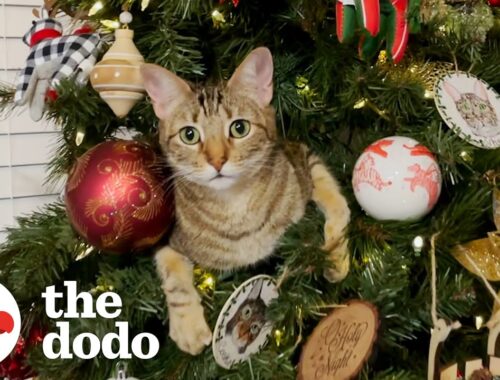 These Cats Are Obsessed With Christmas | The Dodo