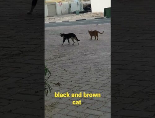 black and brown cat #shorts #cat #youtubeshorts
