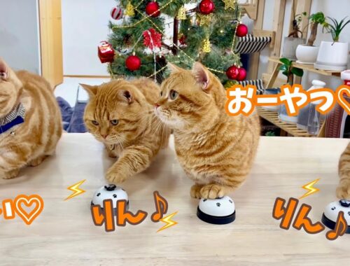 可愛すぎるマンチカンカルテットがクリスマスのベル鳴らしをします！ #猫 #マンチカン