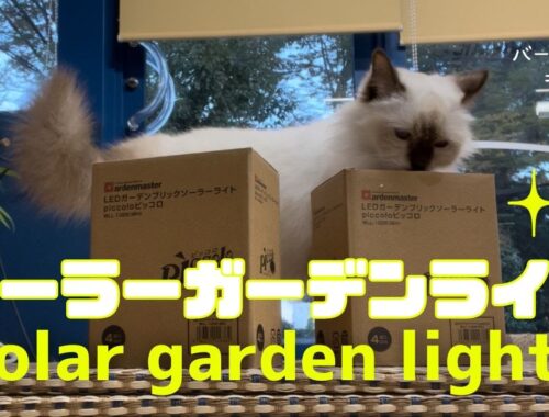 バーマン猫ラフとミカ【ソーラーガーデンライト】Solar garden lights（バーマン猫）Birman/Cat