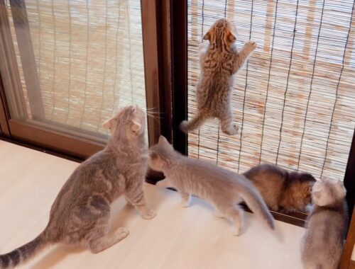 "Dangerous! ” A mother cat scolds her kitten for taking a risk.