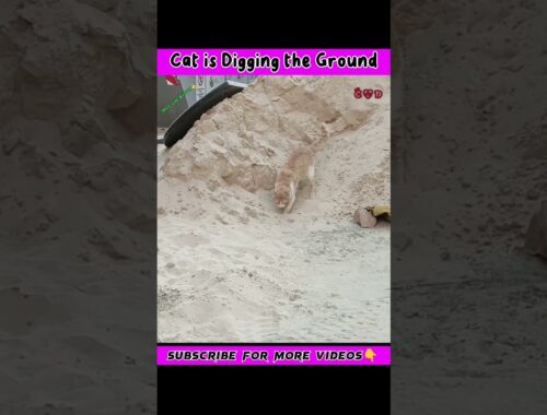 Russian Cat Digging the Ground| Cute cat| Cat video| #shorts