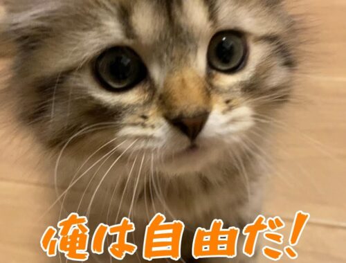 子猫、ケージの外を探検する_episode2 【サイベリアン】【猫】【ネコ】