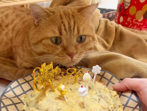 猫ちゃんたちにクリスマスケーキつくりました！ #猫 #マンチカン