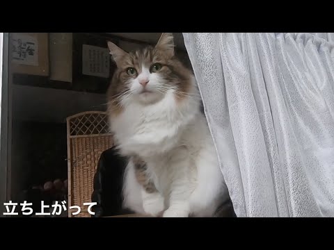 優雅〜どんな時でも窓辺を楽しむ猫/Elegant ~ A cat that enjoys sitting by the window at any time
