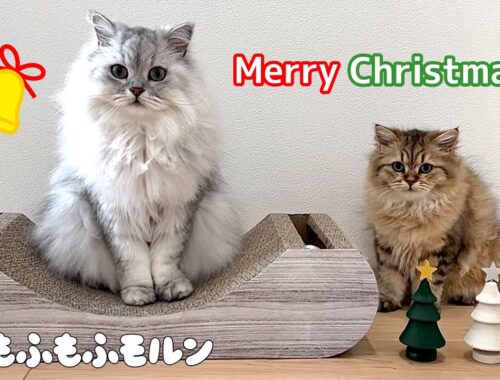 もふもふ猫兄妹のクリスマス2023 【サイベリアン】