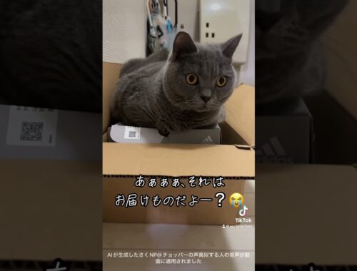 猫は箱が好き🐱    #japan #kawaii #cat #猫 #シャルトリュー #pets #ねこ #chartreux