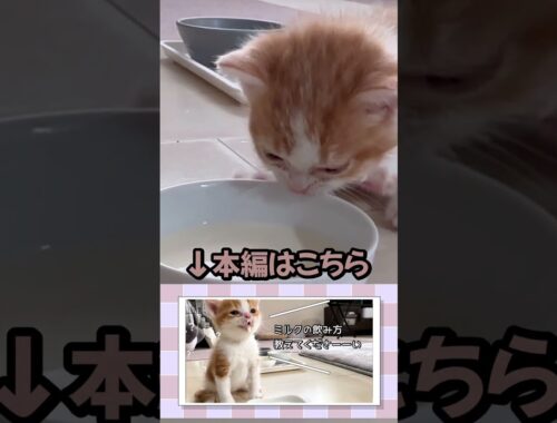 子猫が頑張ってミルクを飲む姿🐈🐈 #愛猫 #子猫 #子猫成長記録 #ねこのいる生活 #猫 #猫のいる暮らし #猫動画 #里親 #cat
