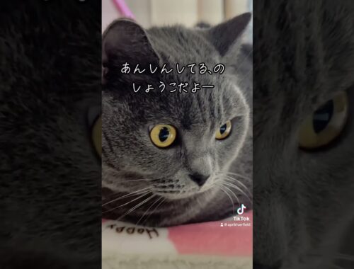 おててないないの歌     #シャルトリュー #japan #kawaii #猫のいる暮らし #cat #猫 #pets #ねこ #chartreux #にゃんこ