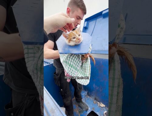 Crying Kitten Was Stuck In A Dumpster | The Dodo  #thedodoanimals #cat