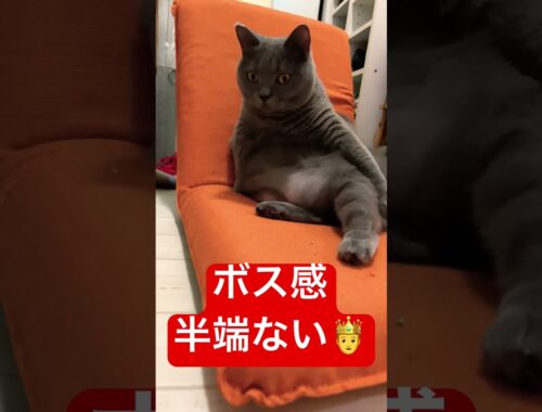 I'm the boss       #kawaii #cat #pets #chartreux #シャルトリュー #ねこ #japan #猫