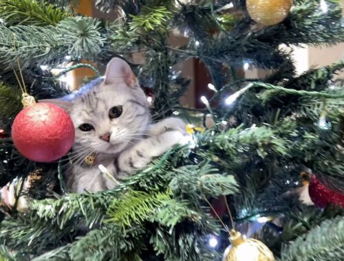【悲報】猫娘・犬娘のクリスマス
