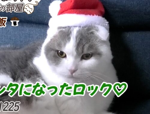 サンタになった猫が可愛い♡#猫#ネコ#スコティッシュフォールド#cat