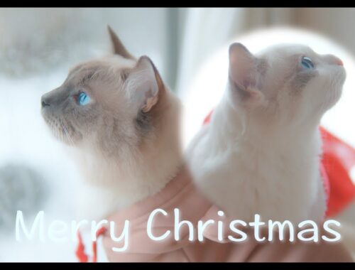 Merry Christmas🎄　#猫 #ラグドール #ragdollcat