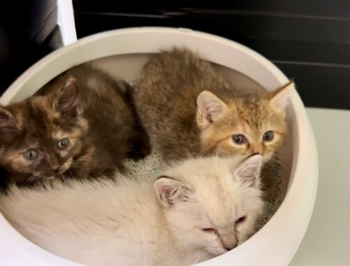 初めてのお家が怖くてトイレに固まる子猫達。【保護猫】