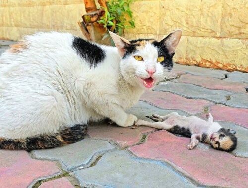 A crying mother cat brought her dying kitten to a man. Just unbelieveble!