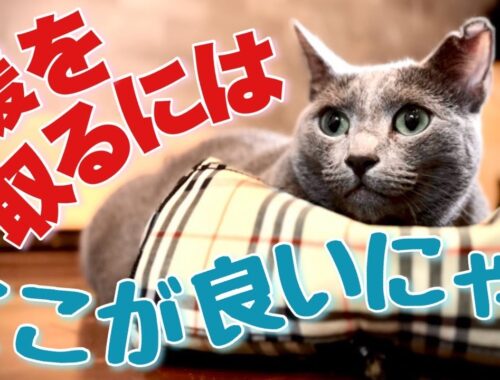 ロシアンブルー | 猫は飼い主の腹上がお好き？ [Russian Blue cat Kotetsu] Do cats like being on their owners' bellies?