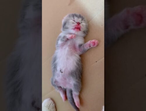 So funny and sweet newborn cat #4