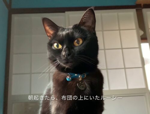 4匹の黒猫ボンベイファミリー☆最近よくお話しする黒猫ルーシー