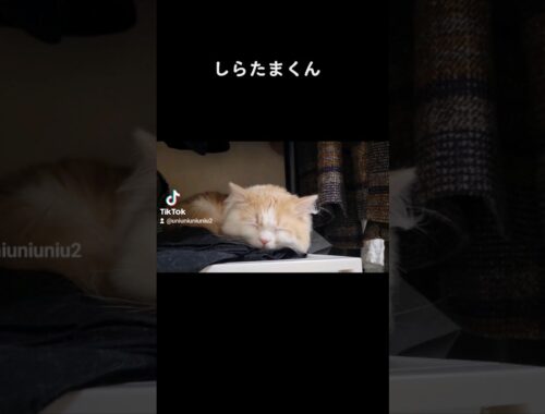 【子猫】いつも思ってるけど寝顔さ… #ラガマフィン #猫動画 #cat #子猫