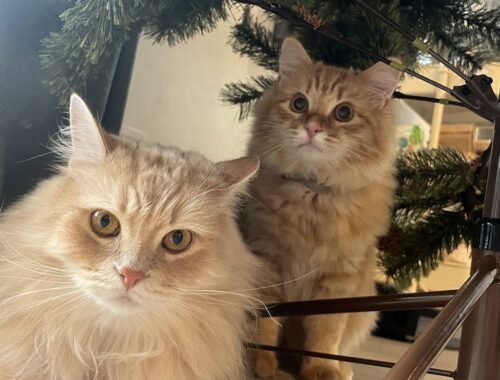 クリスマスツリーを飾ったら子猫たちも手伝ってくれました！【サイベリアン】