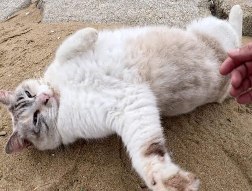 砂浜に行くと、可愛いシャムミックス猫がお腹を見せて歓迎してくれた