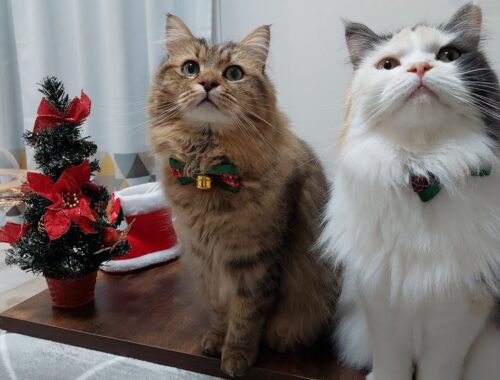 猫と楽しむクリスマスパーティー