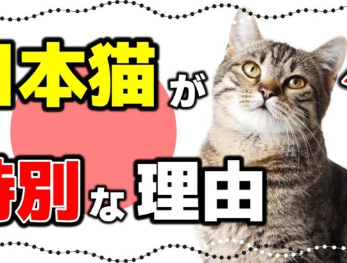 【日本猫の魅力】毛色の種類や性格も｜日本猫（和猫）の特徴や歴史