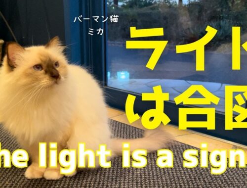 バーマン猫ミカとラフ【ライトは合図】The light is a signal（バーマン猫）Birman/Cat