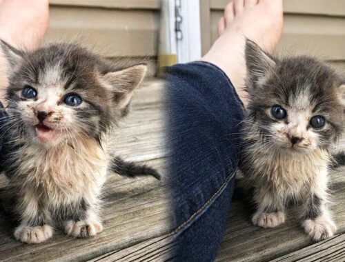 Stray Kitten Brought His Sister To Humans To Ask For Help
