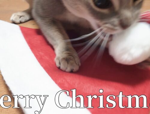 アビシニアンとのクリスマスの過ごし方【猫動画】
