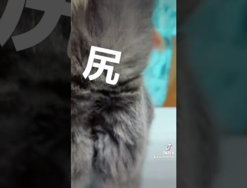 飽きっぽい猫と遊ぶ    #シャルトリュー #japan #kawaii #猫のいる暮らし #猫 #pets #cat #シャルトリュー #chartreux #かわいい