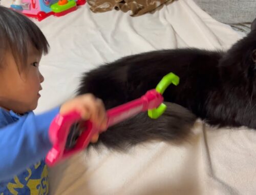 二歳児からかわいいイタズラをされる猫　ラガマフィン　Cat being pranked by children