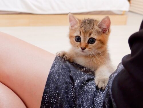 A cute kitten that climbs into your owner's lap and pampers you every time he comes home.