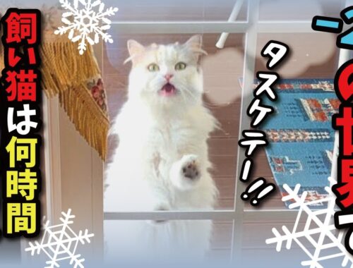 氷点下の世界で飼い猫は生きていけるのか…！？【関西弁でしゃべる猫】【猫アテレコ】