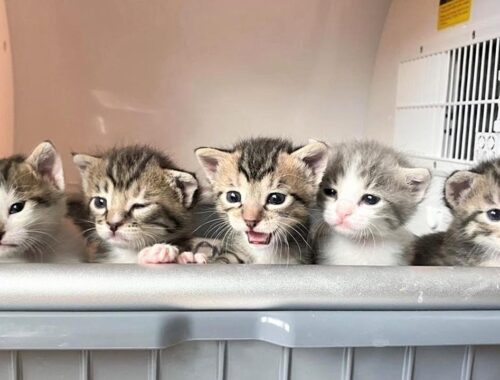 5 orphaned kittens found under the hood of a truck