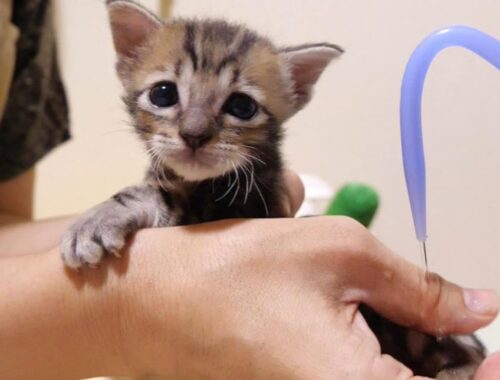 初めてのお尻洗いにびっくりする子猫。お腹を壊した子猫のお尻をお湯で優しく洗う。【赤ちゃん猫　保護猫】